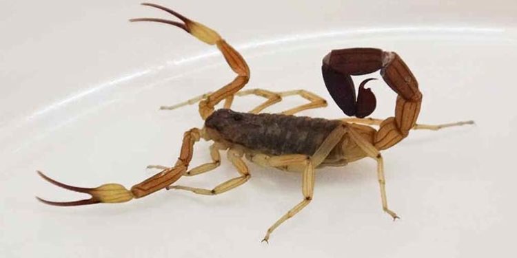 Llegó al país un nuevo lote de antídotos contra picadura de escorpiones Llegó al país un nuevo lote de antídotos contra picadura de escorpiones