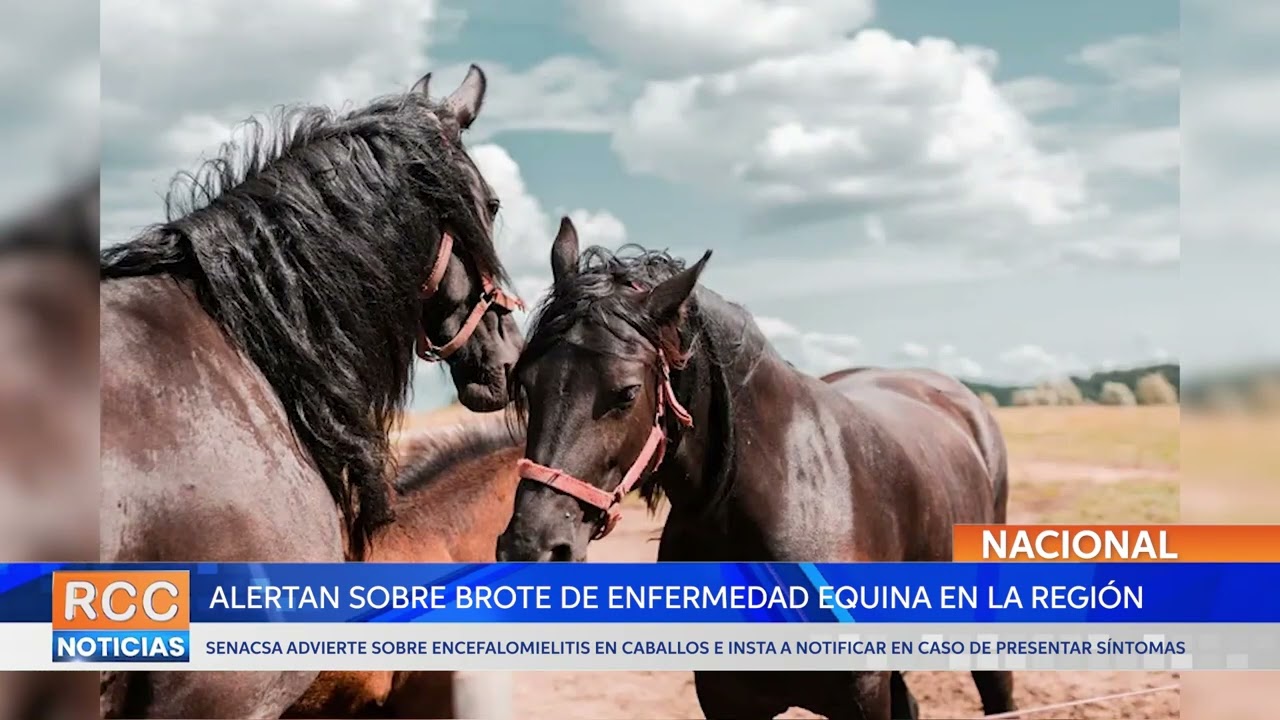 Senacsa alerta sobre encefalomielitis equina tras detección en la región