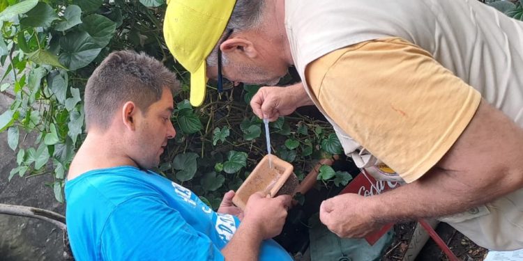 Intensifican trabajos de eliminación de criaderos del Aedes Aegypti en Alberdi Intensifican trabajos de eliminación de criaderos del Aedes Aegypti en Alberdi