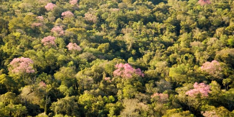 Implementan sistema de alerta temprana para detectar deforestación ilegal
