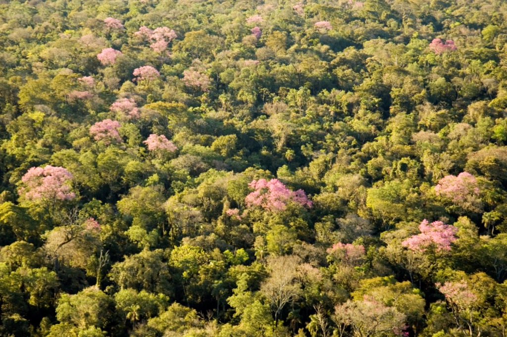 Implementan sistema de alerta temprana para detectar deforestación ilegal
