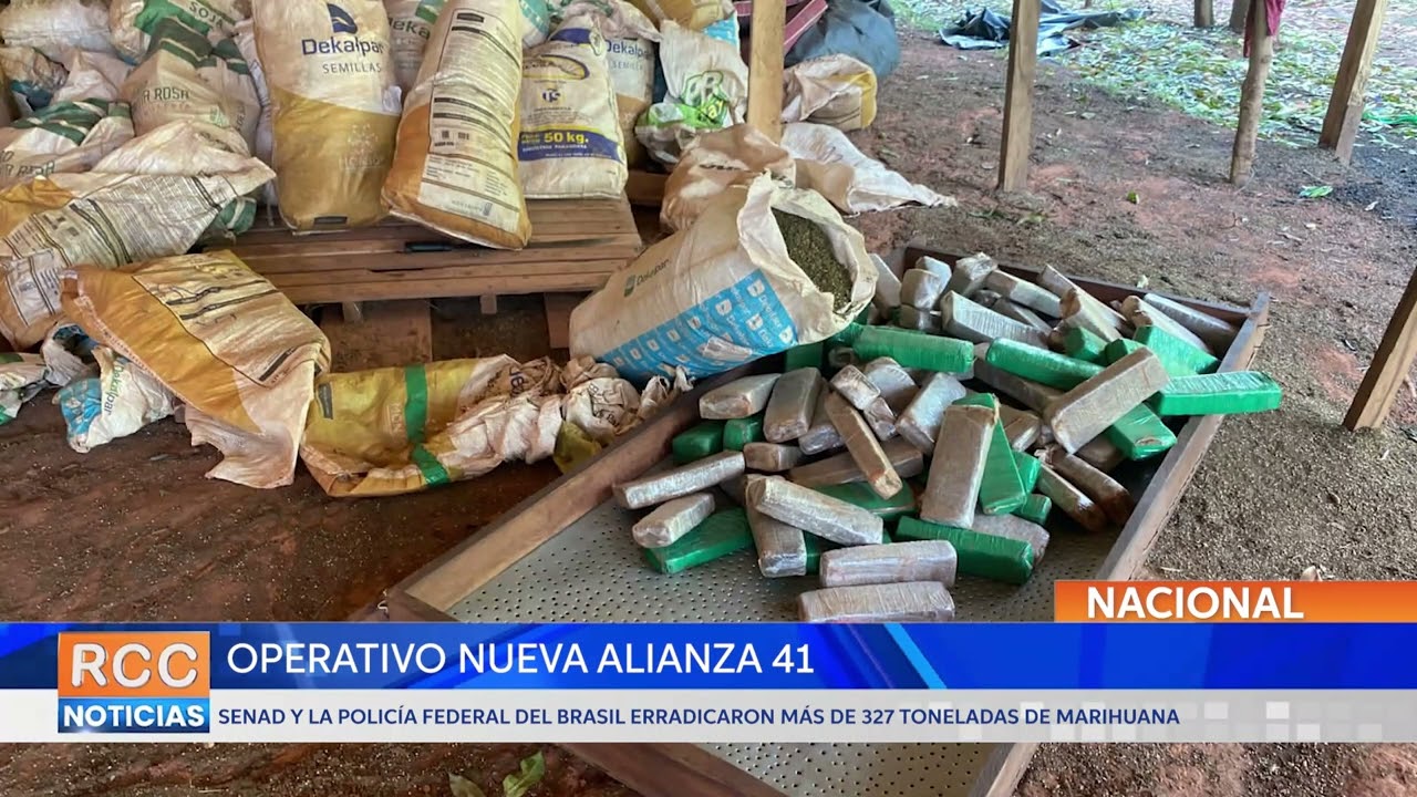 Senad y la Policía Federal del Brasil erradican más de 327 toneladas de marihuana