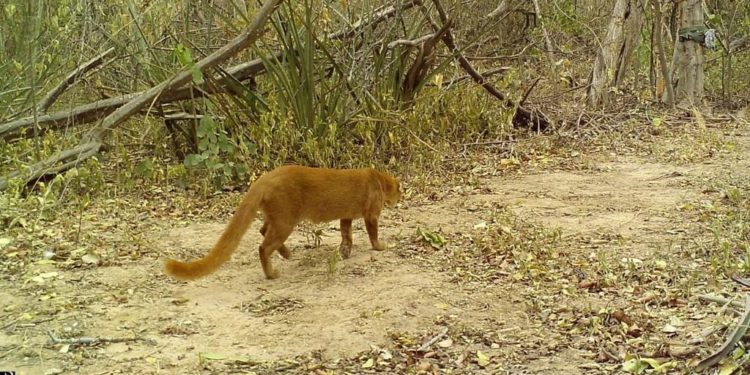 Biosfera del Chaco y las contribuciones de instituciones por fortalecerla