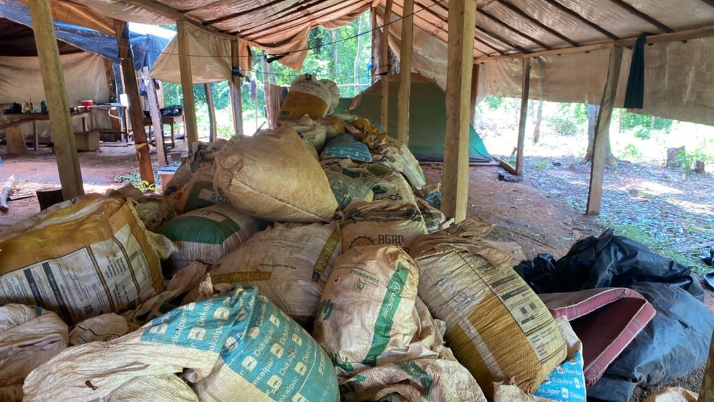 Senad y la Policía Federal del Brasil erradican más de 327 toneladas de marihuana