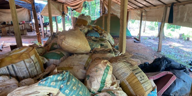 Senad y la Policía Federal del Brasil erradican más de 327 toneladas de marihuana