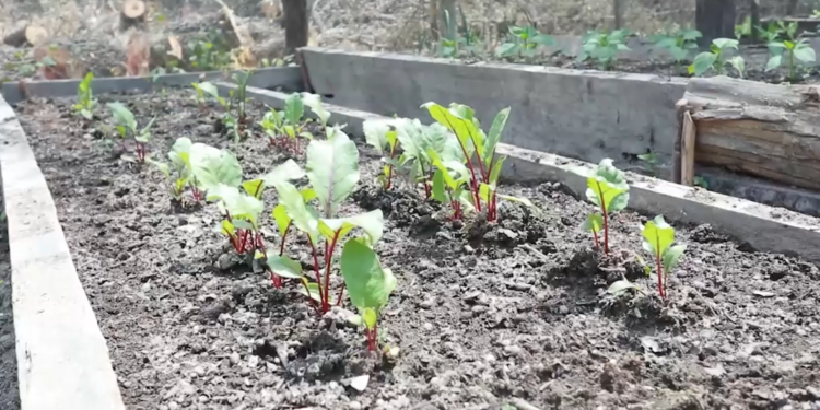 Proyecto AbE Chaco demuestra resultados positivos en pobladores chaqueños