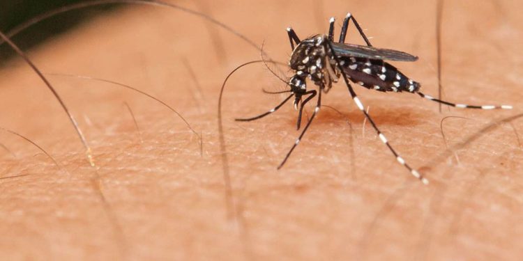 Concientización y prevención ante el aumento de casos de dengue en el Chaco Central Concientización y prevención ante el aumento de casos de dengue en el Chaco Central