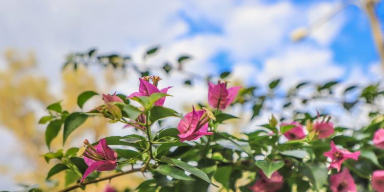 Miércoles cálido a caluroso y lluvias dispersas
