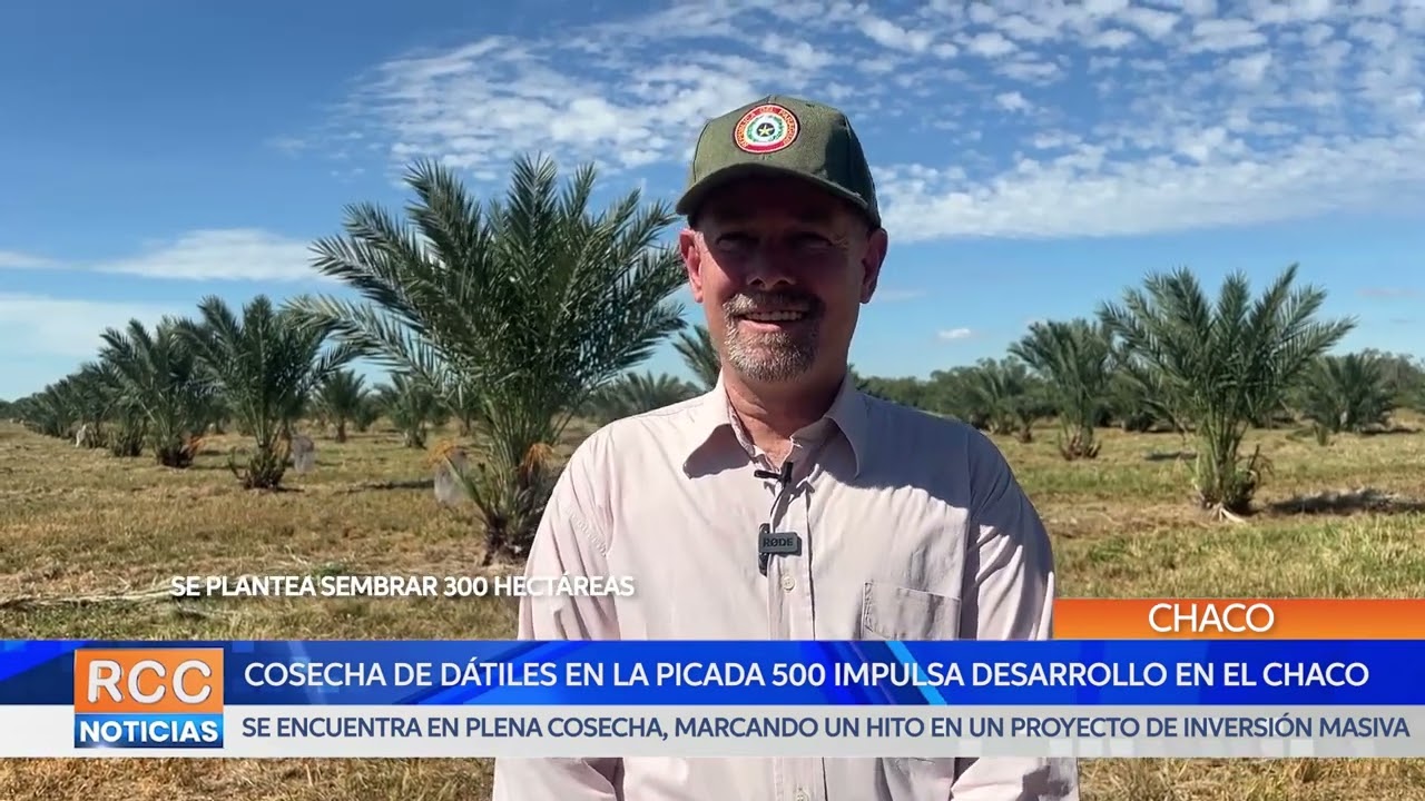 Cosecha de dátiles en la picada 500 impulsa desarrollo en el Chaco