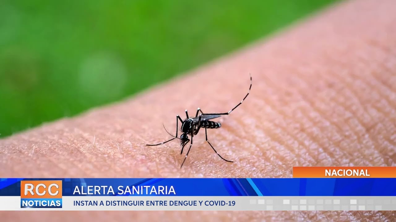 Alerta Sanitaria: Instan a distinguir entre Dengue y COVID-19
