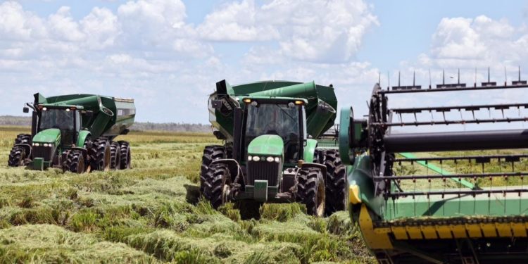 Paraguay como un posible líder mundial en la producción de arroz Paraguay como un posible líder mundial en la producción de arroz