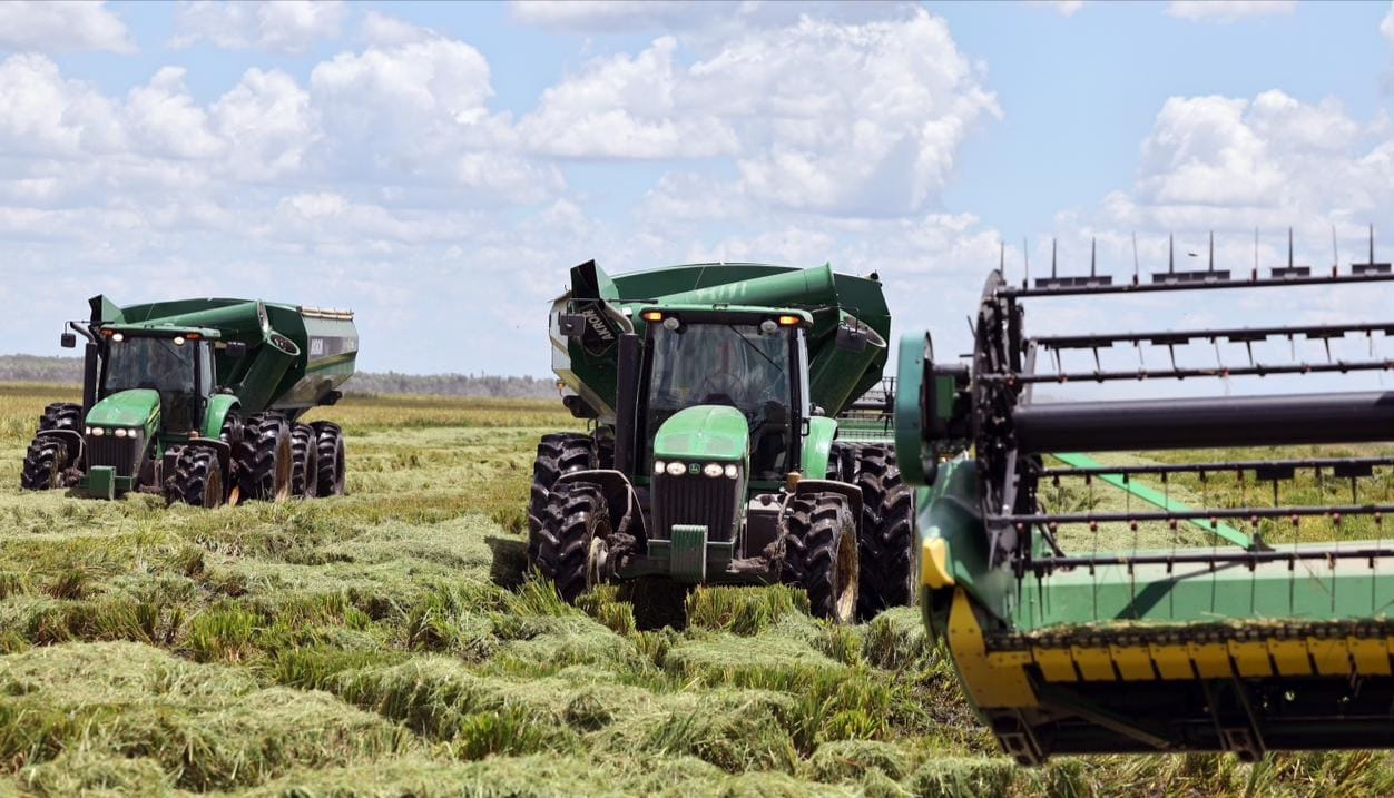 Paraguay como un posible líder mundial en la producción de arroz