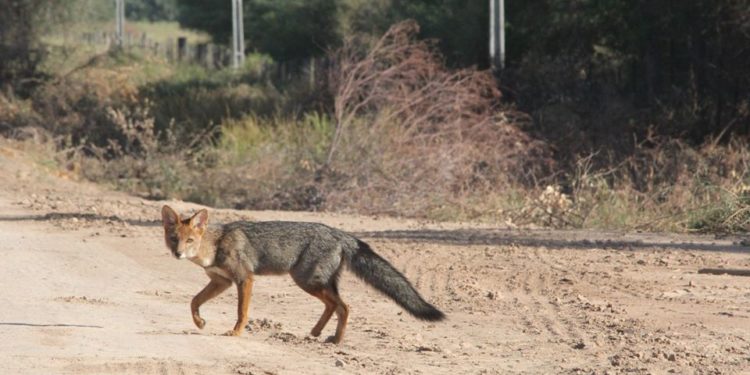Anuncian chaparrones para el Chaco