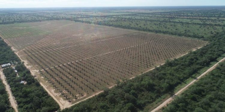 Cosecha de dátiles en la picada 500 impulsa desarrollo en el Chaco Cosecha de dátiles en la picada 500 impulsa desarrollo en el Chaco