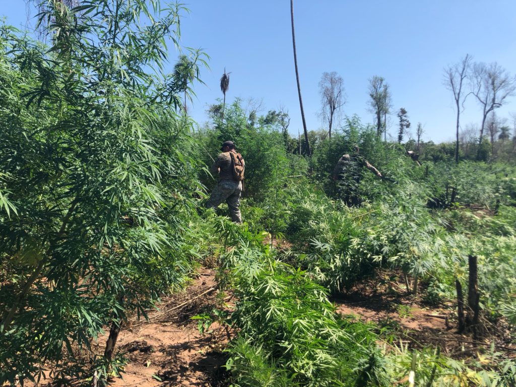 Lucha sin tregua: SENAD anuló 18 toneladas de marihuana en Canindeyú