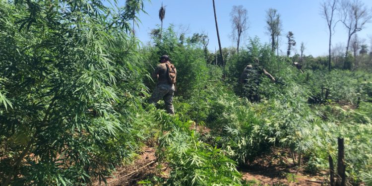 Lucha sin tregua: SENAD anuló 18 toneladas de marihuana en Canindeyú