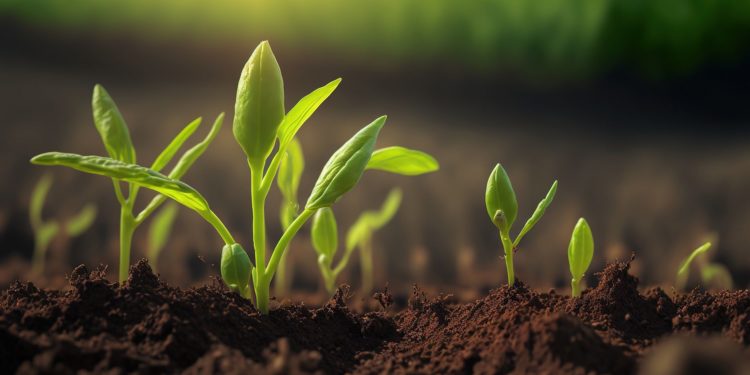 El rol esencial de la agricultura en el futuro alimentario global y los peligros de las regulaciones ambientales El rol esencial de la agricultura en el futuro alimentario global y los peligros de las regulaciones ambientales