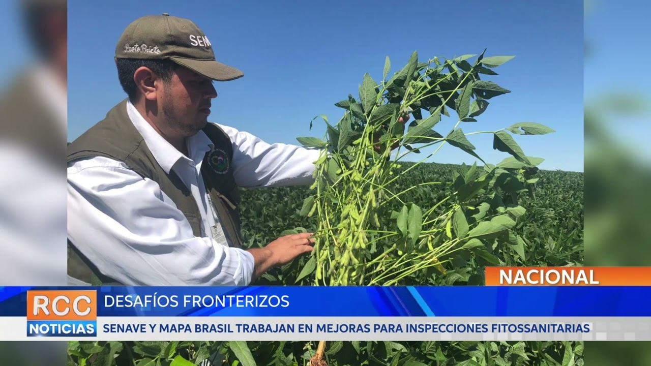 Desafíos fronterizos: SENAVE y MAPA Brasil trabajan en mejoras para inspecciones fitossanitarias