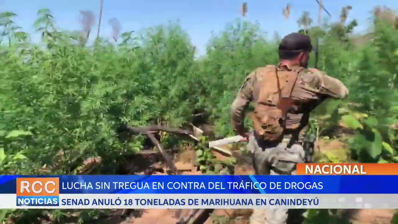 Lucha sin tregua: SENAD anuló 18 toneladas de marihuana en Canindeyú