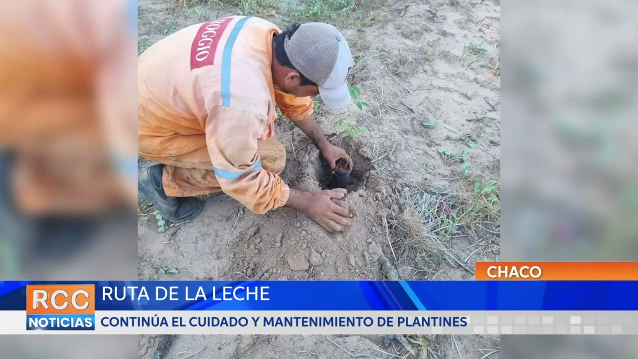 Ruta de la Leche: Continúa el cuidado y mantenimiento de plantines