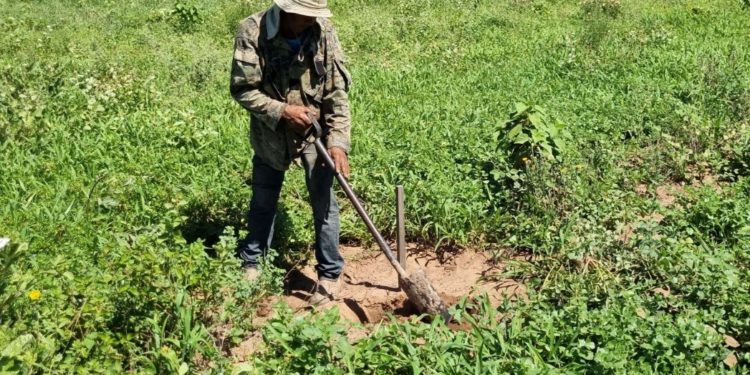Ruta de la Leche: Continúa el cuidado y mantenimiento de plantines Ruta de la Leche: Continúa el cuidado y mantenimiento de plantines