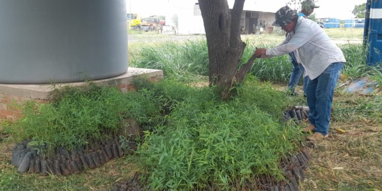 Unos 9.000 árboles fueron repuestos en el suelo chaqueño