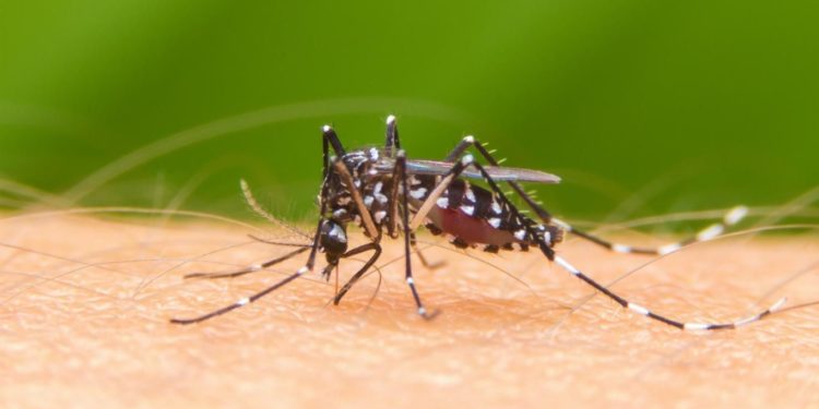 Preocupante aumento de casos y hospitalizaciones por dengue en Paraguay Preocupante aumento de casos y hospitalizaciones por dengue en Paraguay