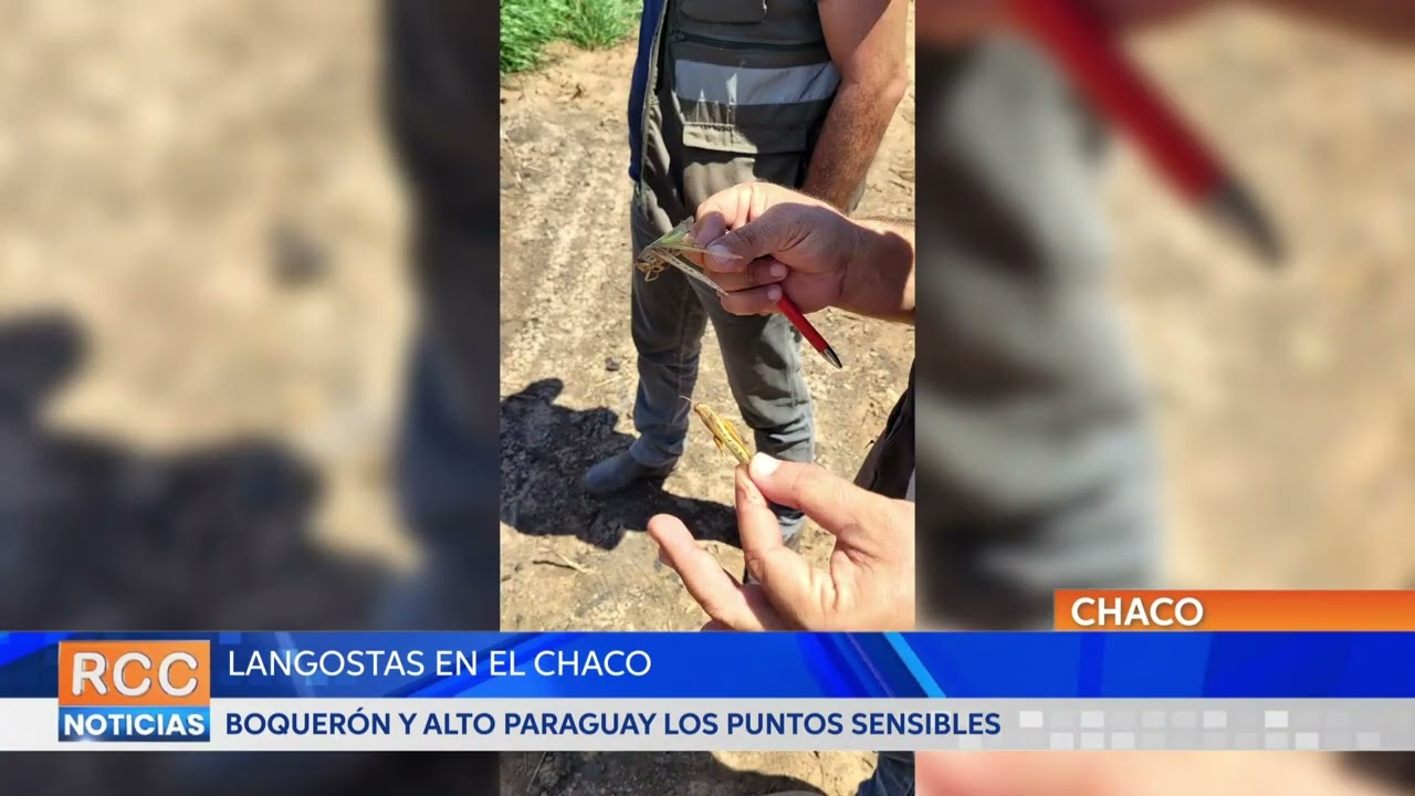 Preocupación tras presencia de langostas en el Chaco, y emisión de alerta