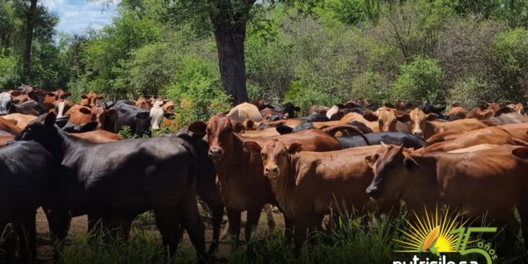 Nutrisilo S.A presente en la Feria Agropecuaria Innovar 2024
