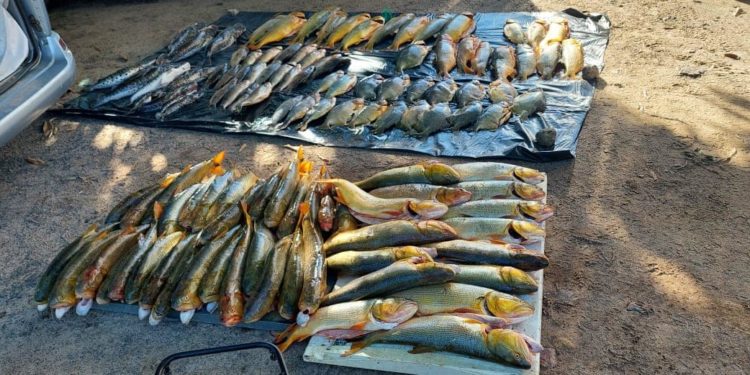 Incautaron 400 kilos de pescado en importante operativo del MADES