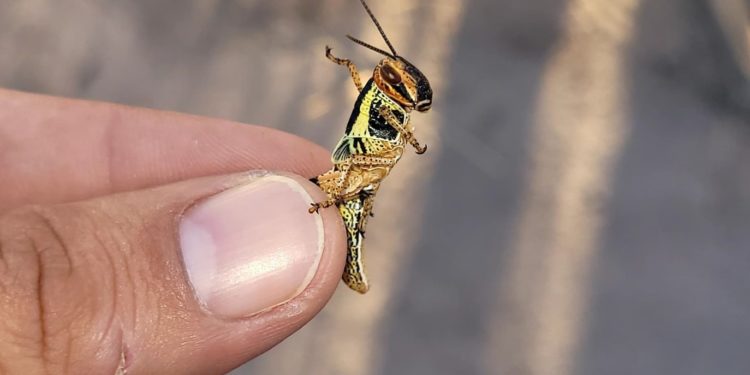Langostas en el Chaco: SENAVE aplica fitosanitarios en diversos campos