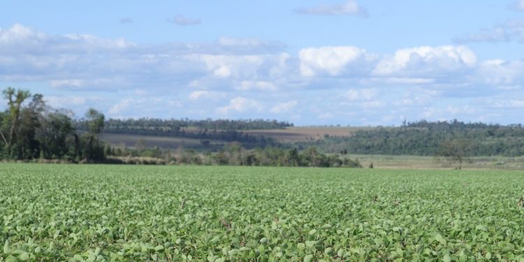 Paraguay rompe récords en producción de soja durante la campaña «El Campo Produce, Paraguay Crece»
