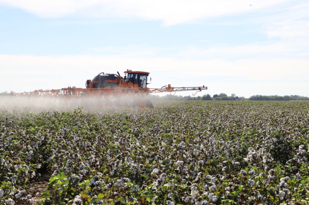 El Algodón paraguayo refleja un crecimiento sostenido: 37,410 toneladas en el 2023 El Algodón paraguayo refleja un crecimiento sostenido: 37,410 toneladas en el 2023