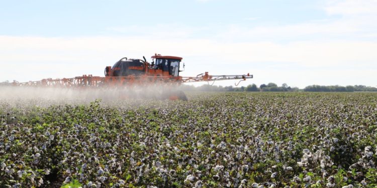 El Algodón paraguayo refleja un crecimiento sostenido: 37,410 toneladas en el 2023
