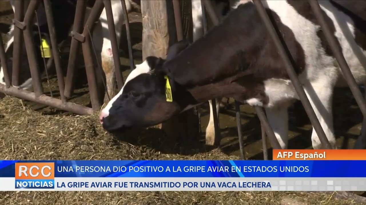 EEUU detecta su primer caso humano de gripe aviar transmitido por una vaca lechera
