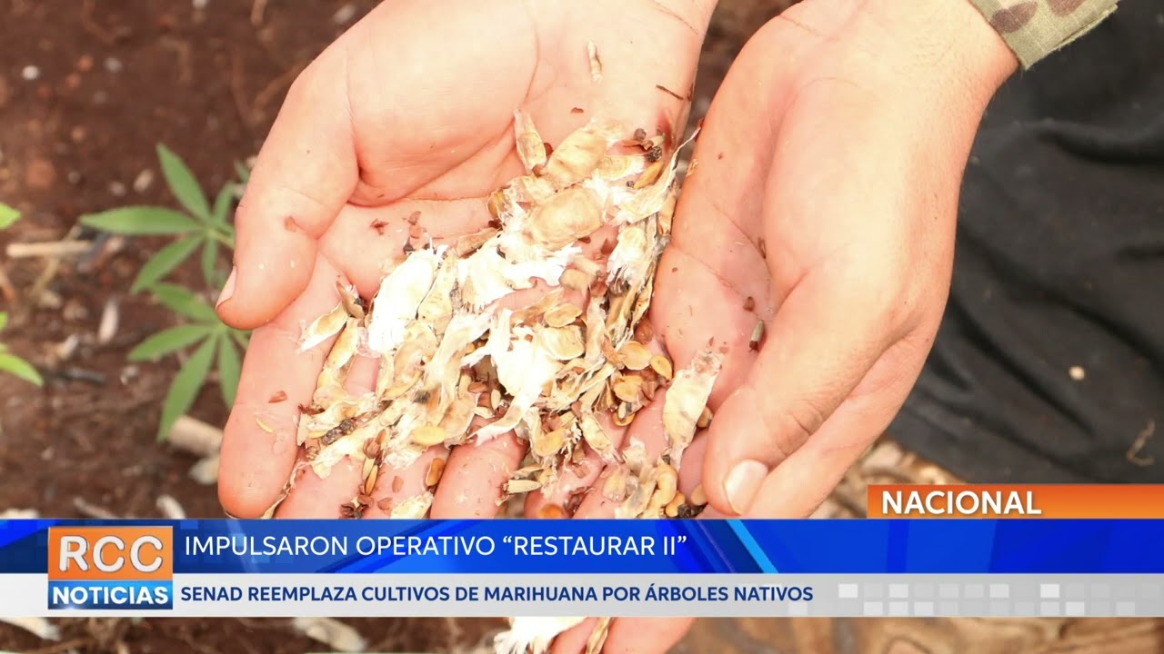 SENAD reemplaza cultivos de marihuana por árboles nativos