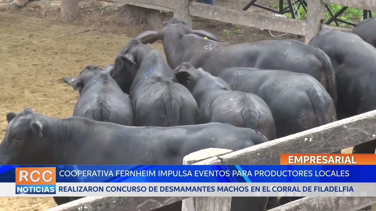 Cooperativa Fernheim impulsó concurso anual de desmamantes machos