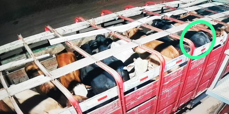 Presuntos abigeos imputados en el Chaco Presuntos abigeos imputados en el Chaco