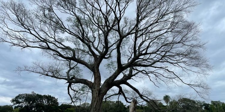 15 años de «A Todo Pulmón – Paraguay Respira»