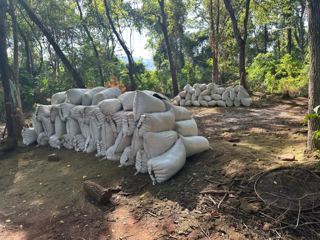 Operativo ‘Nueva Alianza 43’: Golpe al Narcotráfico con 441 toneladas de marihuana incautadas