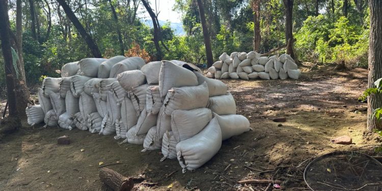 Operativo ‘Nueva Alianza 43’: Golpe al Narcotráfico con 441 toneladas de marihuana incautadas