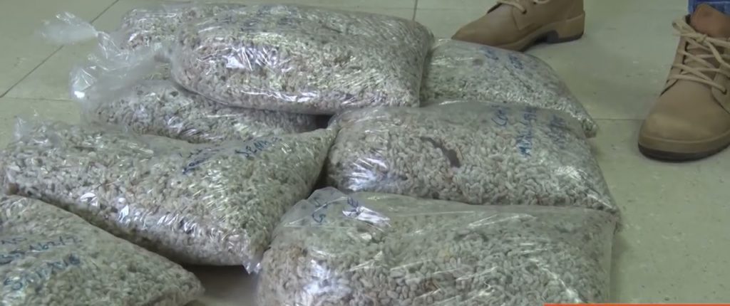 Exportación de 1.500.000 kilos de granos de algodón de la Cooperativa Chortitzer llagará a Arabia Saudita