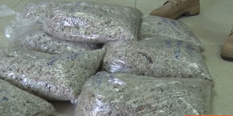 Exportación de 1.500.000 kilos de granos de algodón de la Cooperativa Chortitzer llagará a Arabia Saudita