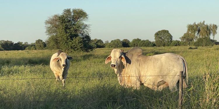 Asociación Rural del Paraguay (ARP) de elecciones este domingo Asociación Rural del Paraguay (ARP) de elecciones este domingo