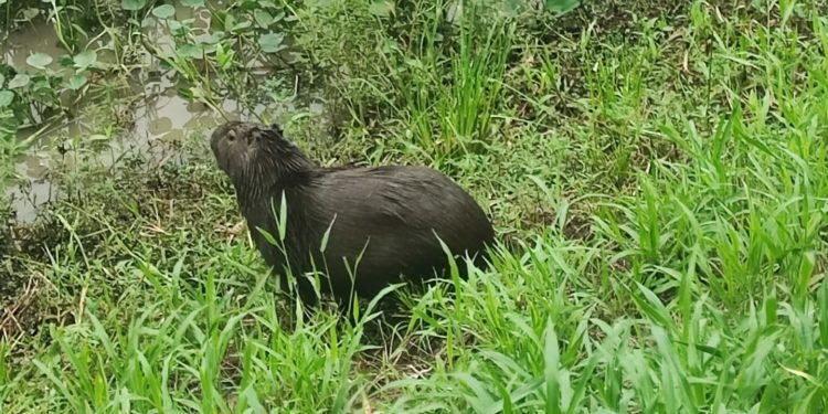 Nuevo integrante del entorno ambiental favorable que presenta la Defensa Costera de Pilar Nuevo integrante del entorno ambiental favorable que presenta la Defensa Costera de Pilar