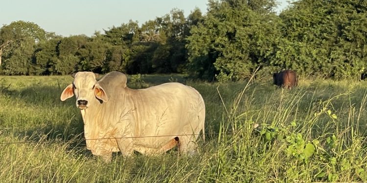 Apuran acuerdo con MERCOSUR desde la UNIÓN EUROPEA (UE)