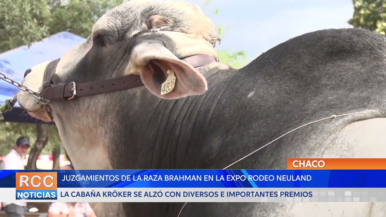 Juzgamiento de la raza Brahman en la Expo Rodeo Neuland dejó como ganadora a la Cabaña Kröker