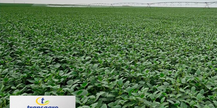 Transagro presenta innovadoras variedades de semillas de soja para un rendimiento excepcional