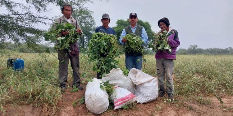 Entregaron semillas de batata a comunidad de Quenjaclói en Boquerón Entregaron semillas de batata a comunidad de Quenjaclói en Boquerón