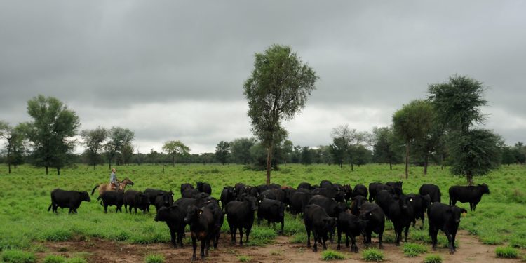 En Paraguay se desarrolla el mayor encuentro de la raza Brangus